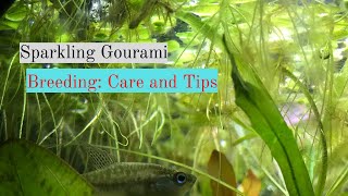 Sparkling Gourami Breeding Care and Tips [upl. by Irot]