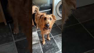 Irish Terrier asking for Christmas Dinner again [upl. by Nilcaj491]