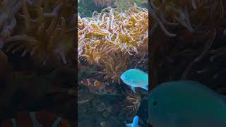 Universeum Gothenburg aquarium 🐠 gothenburg sweden travel [upl. by Lrub]