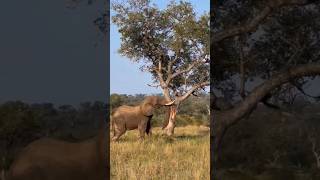 Massive Elephant Takes Down a Tree Like Its Nothing [upl. by Giulio816]