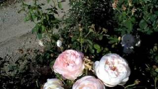 Rose Glamis Castlemov [upl. by Preuss]