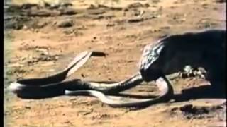 Komodo Dragon VS Spitting Cobra [upl. by Fredek747]