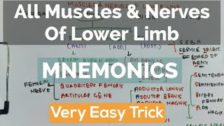 Muscles Of Lower Limb amp Their Nerve Supply [upl. by Garrett]