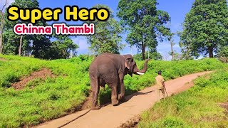 Super Hero Chinna Thambi Elephant  Topslip  சின்னத்தம்பி யானையின் தற்போதைய நிலை kumki tusker [upl. by Asilef27]