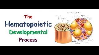 Hematology  The Hematopoietic Developmental Process [upl. by Aikar]