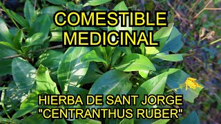 CENTRANTHUS RUBER VALERIANA ROJA PLANTA COMESTIBLE Y MEDICINAL  HIERBA DE SAN JORGE [upl. by Divaj453]