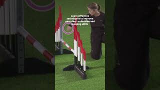 OneMind Dogs Masterclass  Collection and Tight Turns in dog agility [upl. by Adnohr]