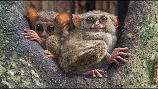 Spectral Tarsier—Also Called the Sulawesi Tarsier [upl. by Esil522]