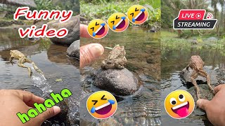 Catching frog funny make you laugh  funny animal video  funny frog short live [upl. by Ishmael712]