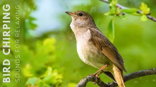 Birds Singing  24 Hours Relaxing Birds Soft Nature Sounds Chirping Birds [upl. by Gillian]