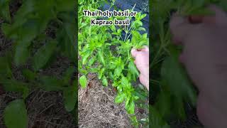 Kaprao basil or Thai holy basil basil plants herbs gardening [upl. by Geoff]