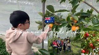 🇦🇺Autumn 2023 Fruit Picking in Bilpin  The Land of the Mountain Apple [upl. by Ayalahs]