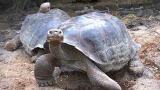 Galápagos giant tortoise [upl. by Melton892]