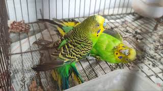 Budgies fighting one another  Love birds fighting sound  Parakeet fighting  Annabias Life [upl. by Rip795]