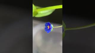 琉璃繁縷開花微距縮時影片 The blooming of Anagallis arvensis time lapse video [upl. by Schatz918]