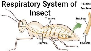 Respiratory System of Insect ।। Tracheae Tracheoles Spiracles Taenidia [upl. by Derrick887]