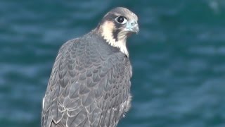 Peregrine Falcon  Birds of Prey in Cornwall [upl. by Arathorn]