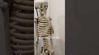 Human skeleton and Total bone in the human body [upl. by Asyal]