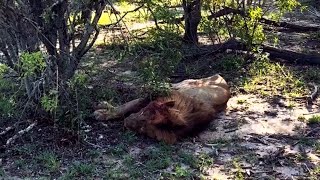 Injured k4 Kambula Male Lion is in very bad condition 🙏 Mapogos Great Grandsons  22 November 2024 [upl. by Chery92]