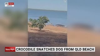 Crocodile snatches dog from QLD beach [upl. by Desimone]