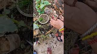 Repotting patherchat plant ytshort youtube viral [upl. by Carnay652]