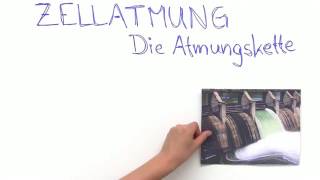 ATMUNGSKETTE  BEDEUTUNG UND BILANZ  Biologie  Stoffwechselbiologie [upl. by Naoj]