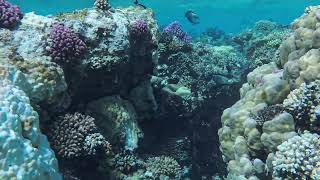 Sohal surgeonfish chase off a shoal of mixed tangs [upl. by Gnel]