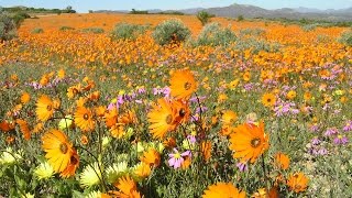 Namaqualand The flowering desert  South Africa [upl. by Bergess790]