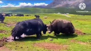 Two yaks fight against a black yak [upl. by Morell]