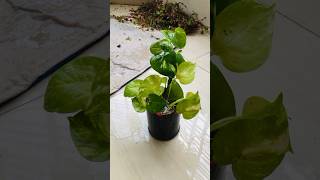 Indoorplants trending plants indoorplants youtubeshorts gardening yt plantcare garden [upl. by Bird]