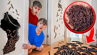 We Found WORMS In Our House [upl. by Ahsienel]