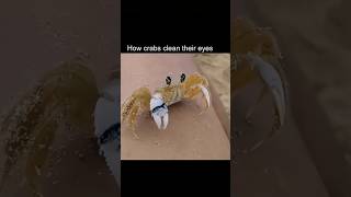 Natures Window Wipers Crabs Cleaning Their Eyes [upl. by Anisor]