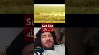 Sub liko ماشاءاللّٰهviralvideo duet trending love animalscricket [upl. by Philender8]