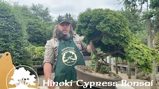 Hinoki Cypress Bonsai Part 1 Thinning Out  Greenwood Bonsai [upl. by Barnaby837]