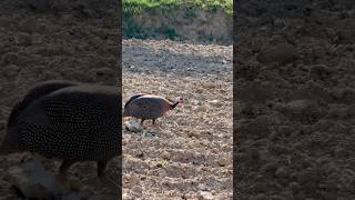 Helmeted Guineafowl shorts HelmetedGuineafowlSighting [upl. by Aiekal]