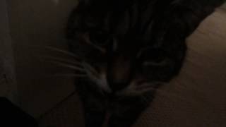 My deaf cat doesnt realise how loud she is [upl. by Ebberta]