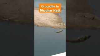 Crocodile in Dhadhar nadi  Jambusar  ytstudio shorts viralshorts dhadhar [upl. by North908]