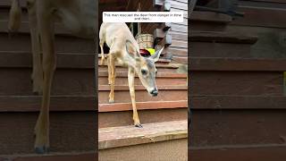 This man rescued the deer from danger in time and then animalshorts shortvideo [upl. by Ecirtram462]