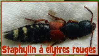 Platydracus stercorarius  Olivier 1795  Staphylinidae  Staphylin élytres rouge  102017 [upl. by Nanice]