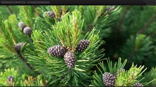 Class 9  Biology  Diversity in Living Organisms  SPERMATOPHYTA  GYMNOSPERMS [upl. by Inoek]