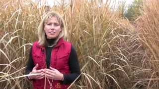 Growing Miscanthus A Crop With Potential Part 1 [upl. by Wallache]