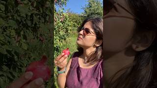 Plum കേക്കിൽ plum ഇല്ലത്രെ🤔 😂Plum plucking 🍒 norway trending minivlog malayalam [upl. by Reace391]