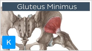 Gluteus Minimus Muscle  Origins amp Function  Human Anatomy  Kenhub [upl. by Player]