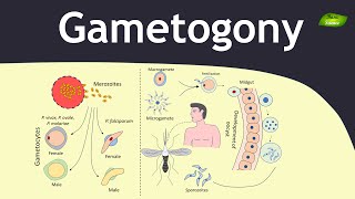 Gametogony in Plasmodium  Malaria  Parasitology  Basic Science Series [upl. by Janina]