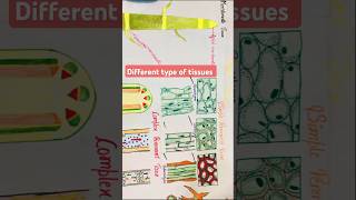 Different type of tissues Class 9th Chapter Name TISSUES biologytissue functiontypeshorts [upl. by Haswell]