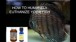 How To Humanely Euthanize Your Fish Using Clove Oil and 4 Other Methods [upl. by Cairistiona]