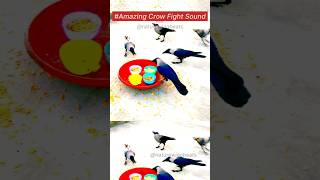 Crow bird fight with crow for food  crow bird fight for chees amp salty baby play with crows shorts [upl. by Guod]