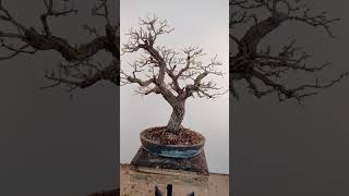 Hawthorn bonsai tree bonsai hawthornbonsai [upl. by Notnilk616]