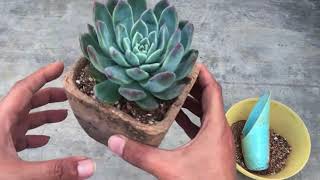 UPDATE ON RECENTLY POTTED ROOT BOUND  SUCCULENT SUCCULENT CARE TIPS [upl. by Hueston80]