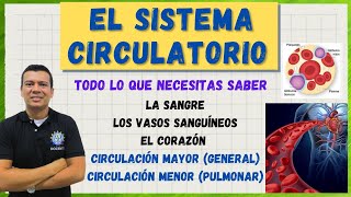 EL SISTEMA CIRCULATORIO CARDIOVASCULAR G ROJOS BLANCOS PLAQU LA CIRCULACION humana MAYOR Y MEN [upl. by Airetnahs]